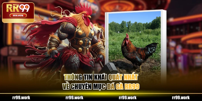 Thông tin khái quát nhất về chuyên mục Đá Gà RR99